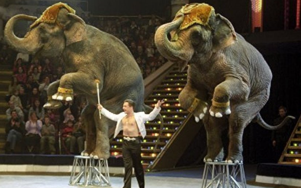 Celui Qui S Occupe Et Soigne Les éléphants Le cirque : un métier pas comme les autres – cadev
